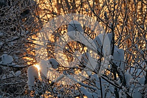 Winter sun shines through the snow-covered branches of a tree. The setting sun is low on the horizon