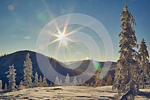 Winter. The sun, snow-covered larch and mountains