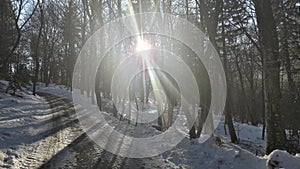 Winter sun in wood photo