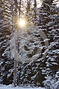 Winter sunburst through forest