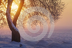 Winter sunlight in evening at sunset through tree branches. Winter landscape. Yellow sunshine. Snow and frost on scenery nature