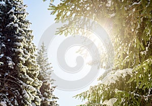 Winter Sunlight Sunbeam and Pine Trees in Natural Forest