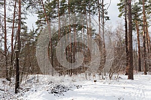 Winter sunlit forest with pines and deciduous trees and shrubs