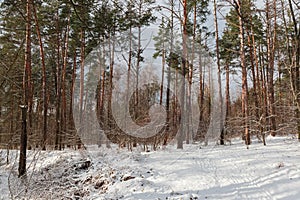 Winter sunlit forest with pines and deciduous trees and shrubs