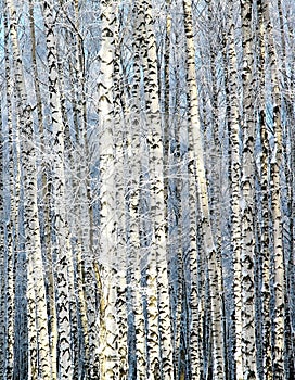 Winter sunny birch grove