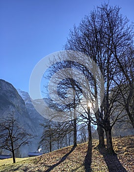 Winter sunny with blue sky and forest leafless trees with green grass.