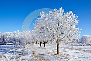 Winter sunny day