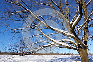 Winter sunny day. The branches of the tree are covered with thick white snow. Frozen tree against the blue sky