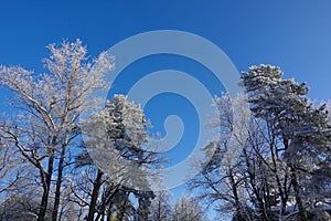 Winter sunny day. The branches of the tree are covered with thick white snow. Frozen tree against the blue sky