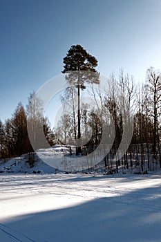 Winter sunny day in forest with big pine tree on hill and deep shadows on bright blue sky natural background