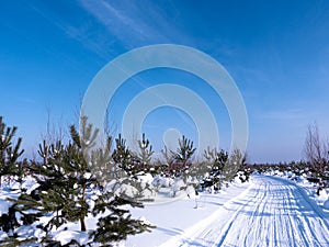 Winter sunny day in the forest. Ski track, road, path