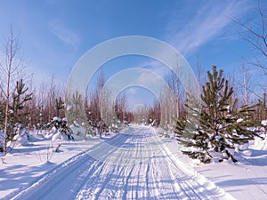 Winter sunny day in the forest. Ski track, road, path