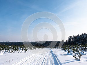 Winter sunny day in the forest. Ski track, road, path