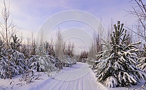 Winter sunny day in the forest. Ski track, road, path