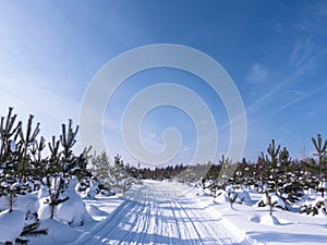 Winter sunny day in the forest. Ski track, road, path