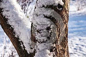 Winter sunny day.Snowy winter.Forked tree trunk.There is snow on the tree.