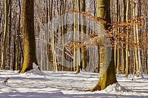 Winter sunny day  trees and snow with forest tree shadows