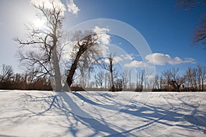 Winter sunny landscape