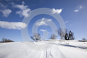 Winter sunny landscape