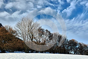 Winter sunny landscape with alley of trees and dramatic blue sky