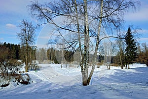 Winter sunny landscape in Pavlovsk garden.