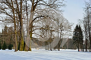 Winter sunny landscape in Pavlovsk garden. photo