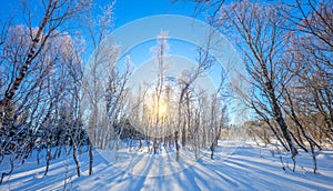 Winter sunny  landscape - snowy forest and real sun. The untouched snow sparkles. Trees cast long shadows in the snow. Wonderful