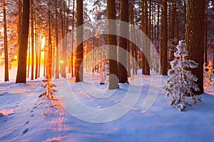 Winter sunny landscape. Wild winter forest with sunshine covered with white snow. Clear winter nature. Christmas natural photo