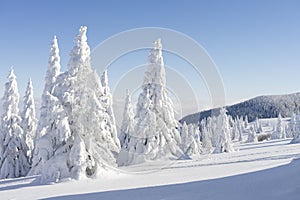 Winter sunny mountain landscape. Fir trees under the snow on the ski slope.