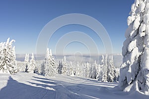 Winter sunny mountain landscape. Fir trees under the snow on the ski slope.