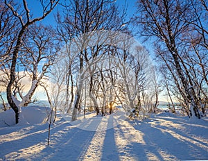 Winter sunny panoramic landscape - snowy forest and real sun. The untouched snow sparkles. Trees cast long shadows in the snow.