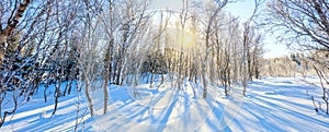 Winter sunny panoramic landscape - snowy forest and real sun. The untouched snow sparkles. Trees cast long shadows in the snow.