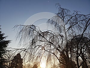 Winter Sunrise with a backlit weeping cherry tree