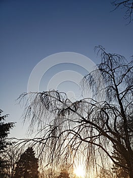 Winter Sunrise with a backlit weeping cherry tree