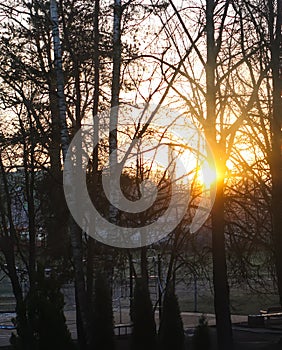 Winter sunrise. Bright sun and trees