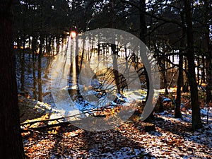 A Winter Sunrise In The Forest