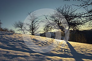 Winter sunrise forest