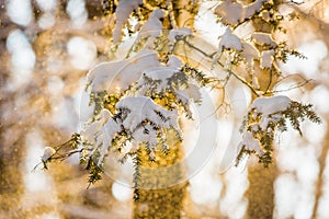 Winter sunrise forest snow with warm orange light