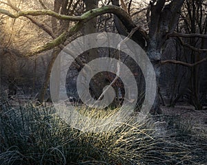 Winter sunrise with frost covered grass and trees in the Epping forest