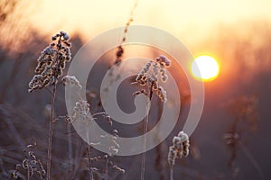 Winter Sunrise On Meadow