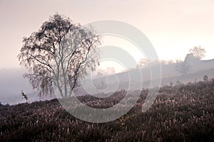 Winter sunrise over countryside landscape