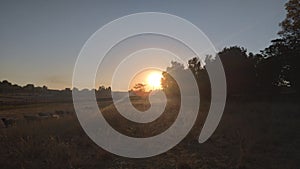 Winter sunrise over a farm landscape with sheep on grass fields and blue sky