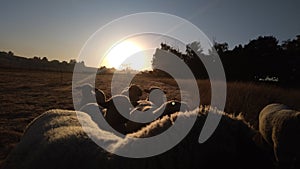 Winter sunrise over a farm landscape with sheep on grass fields and blue sky