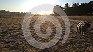 Winter sunrise over a farm landscape with sheep on grass fields and blue sky