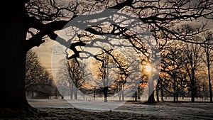 Winter Sunrise, Rousham, Oxfordshire photo
