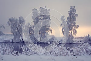 Winter sunrise. Snowy trees on river shore. Beautiful wild nature in hoarfrost in morning. Frosty landscape