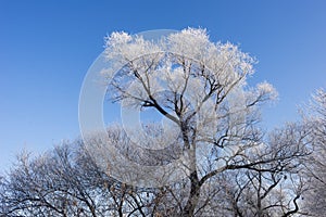 winter sunrise and a tree on a slope. Fantastic winter landscape. frozen snowy trees at sunrise. Christmas holiday background