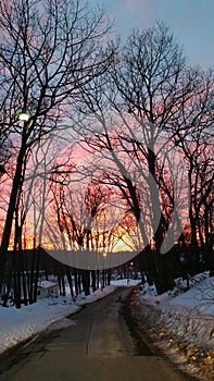 Winter Sunset Through Bare Oak Trees