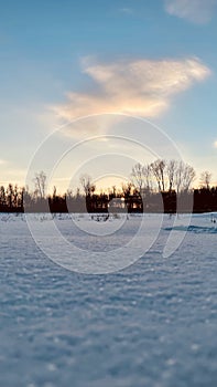 Winter sunset behind the trees