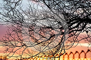 Winter sunset through the branches of a tree